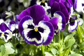 Jun 29, 2021 · growing a johnny jump up violet. Dress Up Ice Cubes With These 9 Edible Flowers