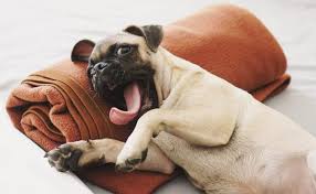 Check spelling or type a new query. How To Get Rid Of Dog Smell Good Scruff