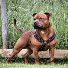Pin By Lucien Klitsie On British Pitbull Terrier Bull Terrier Staffy Dog