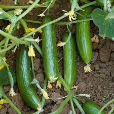 Plant seeds about a ½ inch into the fertile soil and measure six inches growing cucumber from seed is more challenging when unwanted disease and insects try to overtake your garden. Cucumber Outdoor Suprina F1 Seeds From D T Brown