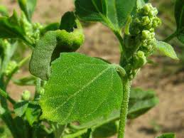Image result for Chenopodium opulifolium