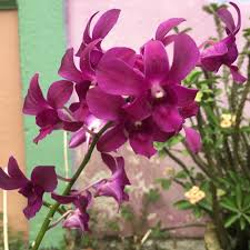 Download lagu orkid mp3 dan video mp4. Baja Pokok Bunga Orkid Fertilizer For Orchid Flowers Shopee Malaysia