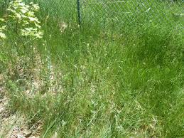 Image result for Turritis