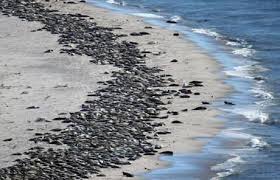Birds Of Cape Cod National Seashore Cape Cod Seals In Sping Cape Cod Beaches Sea Mammal Wildlife