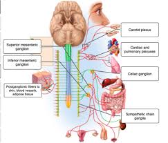 How does our nervous system function within our bodies? Chapter 15 16 Flashcards Quizlet