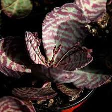 Image result for Kalanchoe humilis