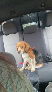 Best friends. ❤️ As long as the Boston Terrier is sleeping and doesn't  realize the Beagle has planted herself