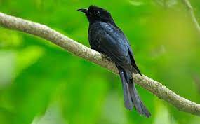 Ciri Khas Burung Kedasi Hitam Dan Daerah Persebarannya Burung Jalak