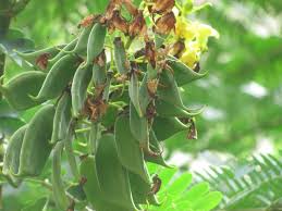 Image result for Caesalpinia sappan
