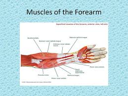 The muscle of the arm is divided by a fascial layer separating the muscles into two osteofascial compartments: Anatomical Model Labeled Ppt Download