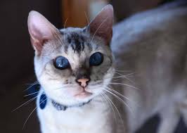 But what about people who are on the road all the time — with their cats? How Much Does It Cost To Ship A Cat Petrelocation