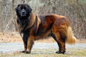 You can find almost any breed you want. Estrela Mountain Dog Dog Breed Information American Kennel Club