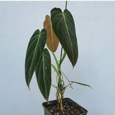 Maybe you would like to learn more about one of these? Free Phyto Philodendron Melanochrysum Dhl Express Etsy Philodendron Philodendron Gigas Philodendron Melanochrysum