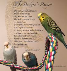 Birds You Can Have As Pets Uk The Budgie S Prayer Homekeethome Pet Bird Cage Budgies Pet Birds
