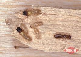 We did not find results for: Drywood Termite Treatment Get Rid Of Drywood Termites