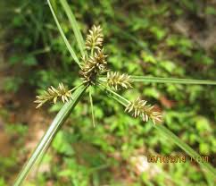 Image result for Cyperus cyperoides