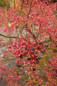 Image result for Zanthoxylum lindense