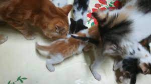 Dady Cat Drinks Milk Even He Is So Big Cat Drinking Drink Milk Cats