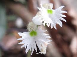 Image result for Cheirostylis lepida