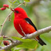 In this list of birds by common name, a total of 9,722 extant and recently extinct bird species are recognised, belonging to a total of 204 families. Https Encrypted Tbn0 Gstatic Com Images Q Tbn And9gcslxckkkyssvb5f Ommvbfbxzry1nh5yazoj8mwh6ng 8xp8ums Usqp Cau