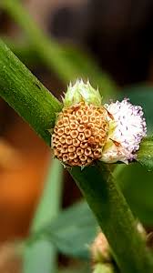 Image result for Struchium