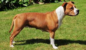 American staffordshire terriers descend from crosses between bulldogs and terriers. American Staffordshire Terrier Breed Information
