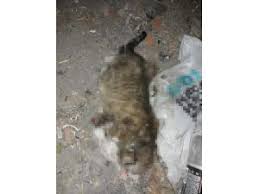 Insatta Bacaklari Kesik Kedi Olusu Bulundu
