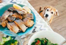 2 can puppies eat tuna? Can Dogs Eat Tuna Fish Vet Explains Pets