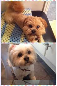 In pictures: Stirling Observer Cute Pets Competition