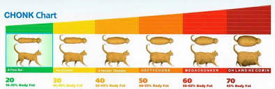 where is your kitty on the chonk chart cats