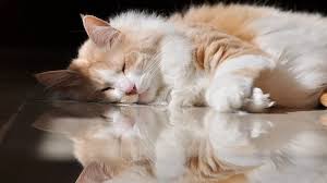 turkiye nin dunyaca unlu guzelligi ankara kedisi angora cats turkish angora cat cats