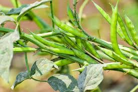 Image result for Cyamopsis tetragonoloba