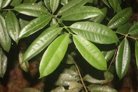 Image result for Hunteria zeylanica