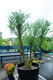 オリーブの木 花ひろば 果樹 庭木 植木 バラ苗専門店