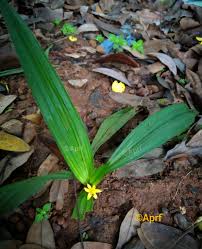 Image result for Curculigo pilosa