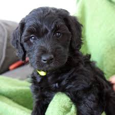 Black And White Doodle Dog For Sale Mini Labradoodles F1b Family Friendly And Only 15 30 Lbs Mini Labradoodle Puppy Labradoodle Puppy Black Labradoodle