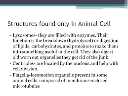 Organelle present only in animal cell. Cells Ppt Download