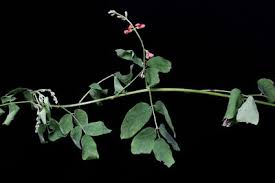 Image result for Indigofera subulata