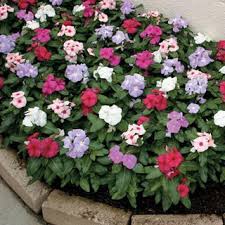 Cora Mix Vinca Flower Seeds Flower Seeds Annual Flowers Periwinkle Plant