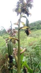 Image result for Eulophia horsfallii