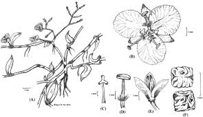 Image result for Murdannia semiteres