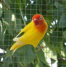 Yellow Collared Lovebird Agapornis Personatus Also Called Masked Lovebird Or Eye Ring Lovebird In Tarangiri National Pa African Lovebirds Pet Birds Love Birds