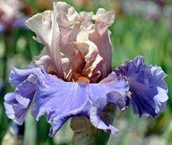 Tall Bearded Iris Mayfair Melody Bearded Iris Purple Lilac Flowers
