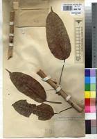 Image result for Ficus ottoniifolia