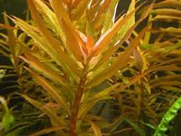 Image result for Ammannia aegyptiaca