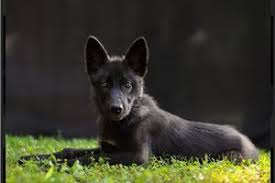 Wolf Hybrid Puppies For Sale