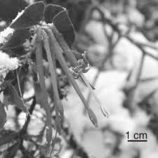 Image result for Phragmanthera dschallensis