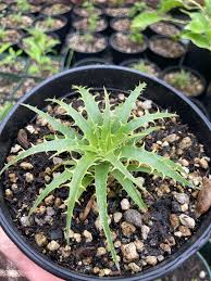 Image result for Pycnostachys coerulea
