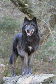 Hakiki safkan iri boy belçika simsiyah uzun tüy kurt ve gerçek (sibirya kurdu değil) çok iri boy kanada kurdu arıyorum , zonguldakda kurt köpeği. Kurt Kopek Cakal Tilki Yirtici Kuslar Icin En Iyi 120 Fikir 2021 Yirtici Kuslar Kopek Tilki