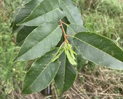 Image result for Prunus serotina